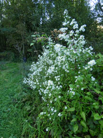 Aster sp.1
